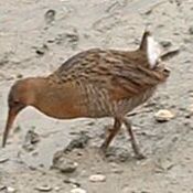 Clapper Rail